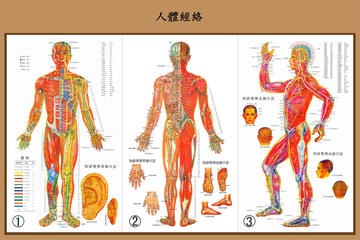 人體經絡.jpg